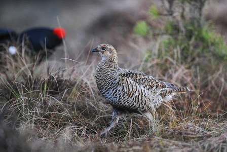 Urfugl (Tetrao tetrix)