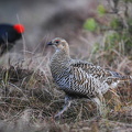 Urfugl (Tetrao tetrix)