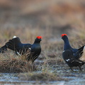 Urfugl (Tetrao tetrix)
