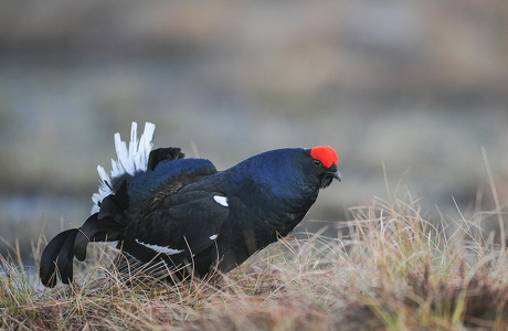 Urfugl (Tetrao tetrix)
