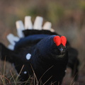 Urfugl (Tetrao tetrix)