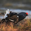 Urfugl (Tetrao tetrix)