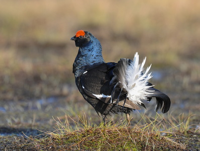 Urfugl (Tetrao tetrix)