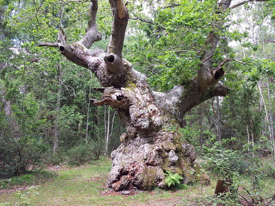 Trolleken i Trollskogen