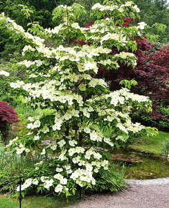 Norrvikens Haver, Cornus kousa "venus"