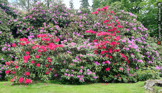 Norrvikens Haver, Rhododendron