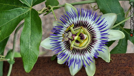 Norrvikens Haver, Passionsblomst 'Purple Haze'