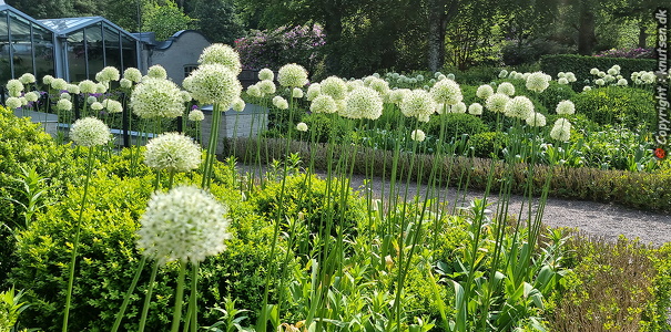 Norrvikens Haver, Allium
