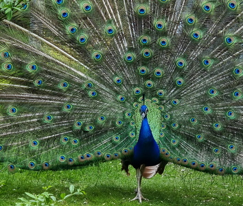 Påfugl (Pavo cristatus)