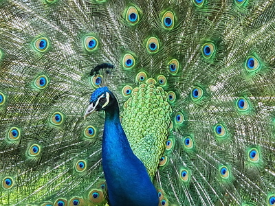 Påfugl (Pavo cristatus)