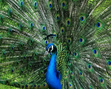 Påfugl (Pavo cristatus)