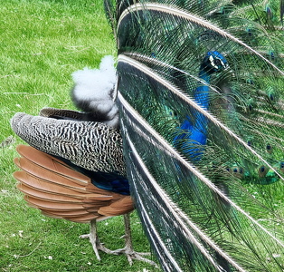 Påfugl (Pavo cristatus)