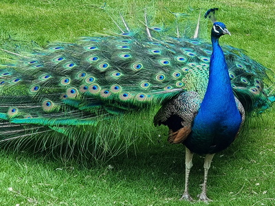 Påfugl (Pavo cristatus)