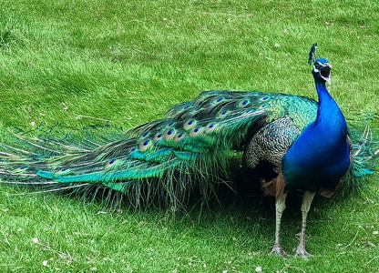 Påfugl (Pavo cristatus)