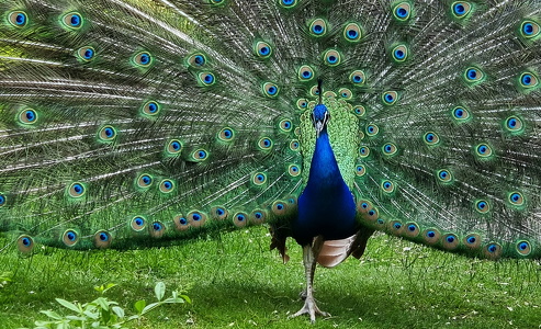Påfugl (Pavo cristatus)