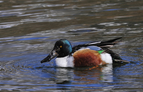  Skeand (Anas clypeata)