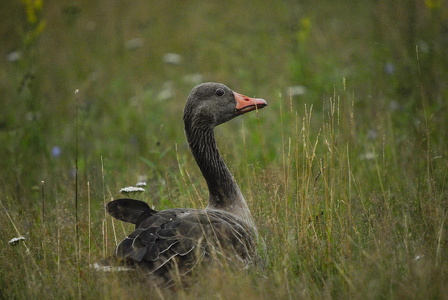  Grågås (Anser anser)