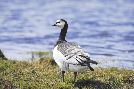 Bramgås (Branta leucopsis)