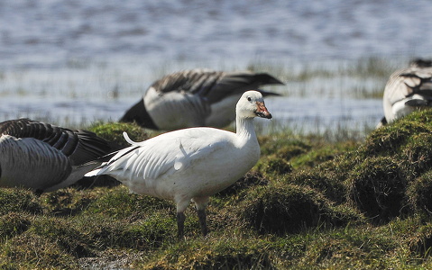 Snegås (Anser caerulescens)