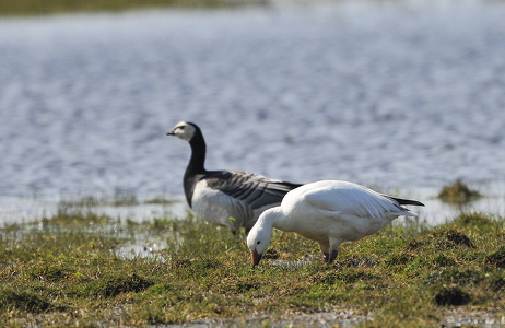 Snegås (Anser caerulescens)