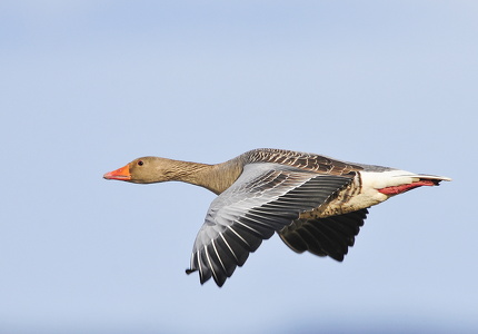 Grågås (Anser anser)