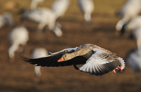 Grågås (Anser anser)