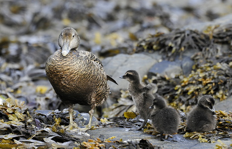 Ederfugl (Somateria mollissima)