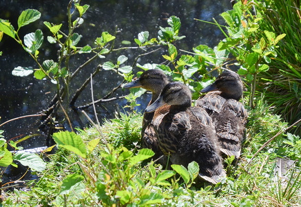 Gråand (Anas platyrhynchos)