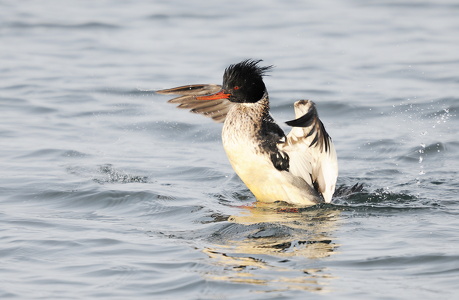Toppet Skallesluger (Mergus serrator)