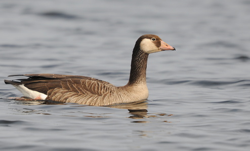 Grågås x Canadagås hybrid (Anser anser x Branta canadensis)
