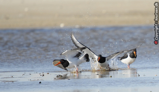 Strandskade (Haematopus ostralegus)