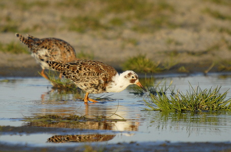 Brushane (Philomachus pugnax)