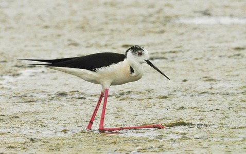 Stylteløber (Himantopus himantopus)