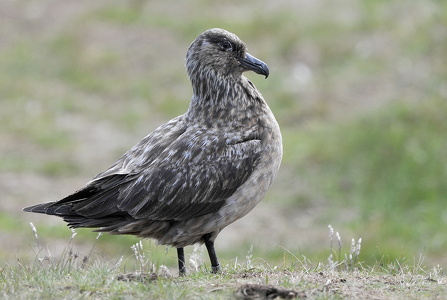 Storkjove (Stercorarius skua)