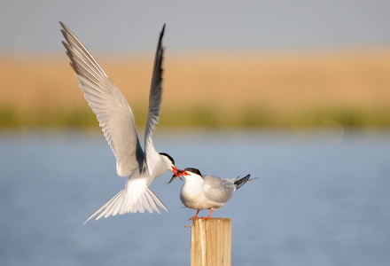 Fjordterne/Havterne (Sterna hirundo/paradisaea)