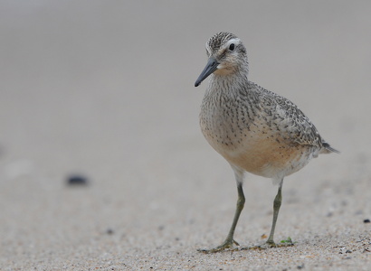 Islandsk ryle (Calidris canutus)