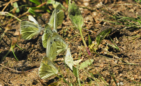 Grønåret Kålsommerfugl (Pieris napi)