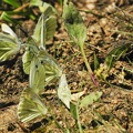 Grønåret Kålsommerfugl (Pieris napi)