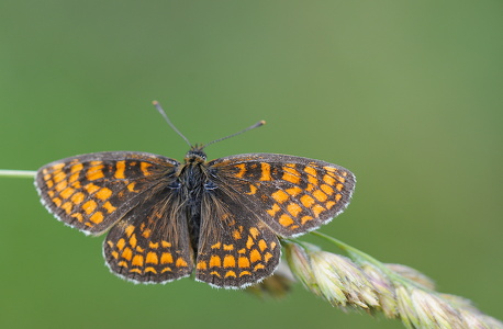 Brun Pletvinge (Melitaea athalia)