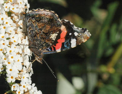 Admiral (Vanessa atalanta)
