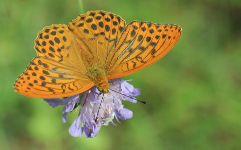 Kejserkåbe (Argynnis paphia)