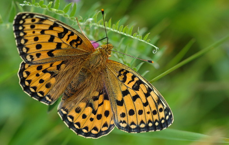 Markperlemorsommerfugl (Speyeria aglaja)