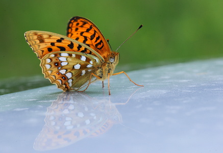 Skovperlemorsommerfugl (Fabriciana adippe)