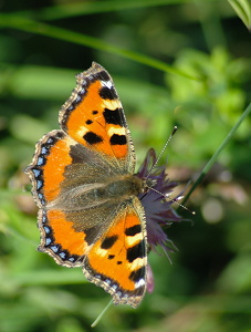 Nældens Takvinge (Aglais urticae)