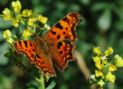 Det Hvide C (Polygonia c-album)
