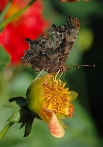 Det Hvide C (Polygonia c-album)