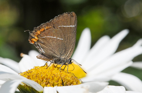Det Hvide W (Satyrium w-album)
