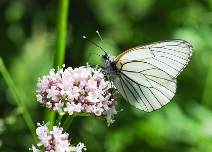 Sortåret hvidvinge  (Aporia crataegi)