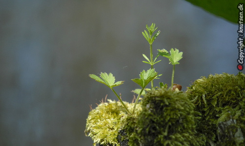 Natur