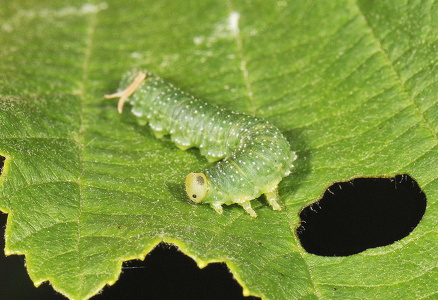  DSC3766